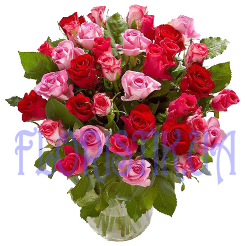 Розы красно-розовые. Купить Розы красно-розовые в интернет-магазине Флористик