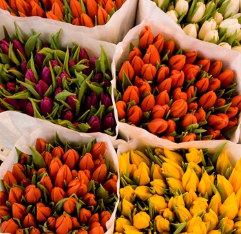 Купити тюльпани поштучно - колір на вибір у магазині Флористик