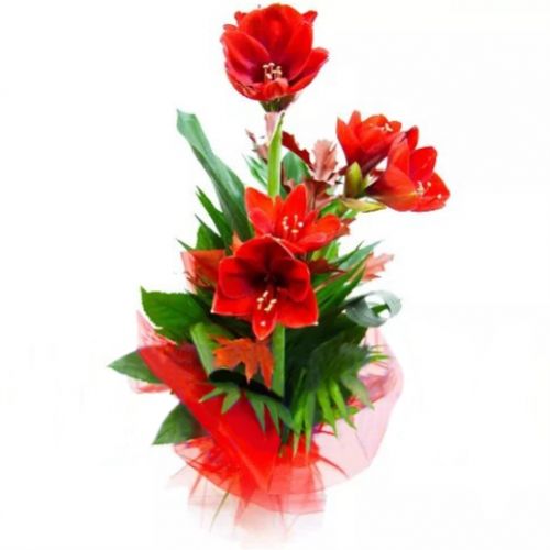 Букет из амариллиса ― Floristik — доставка цветов по всей Украине