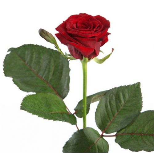 Роза красная поштучно ― Floristik — доставка цветов по всей Украине