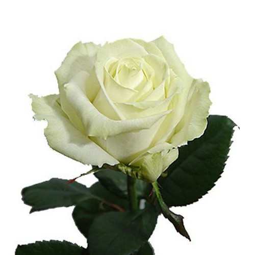 Роза белая поштучно ― Floristik — доставка цветов по всей Украине