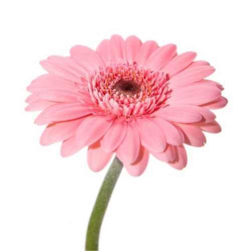 Гербера розовая поштучно ― Floristik — доставка цветов по всей Украине