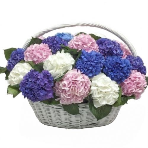 Корзина гортензий ― Floristik — доставка цветов по всей Украине