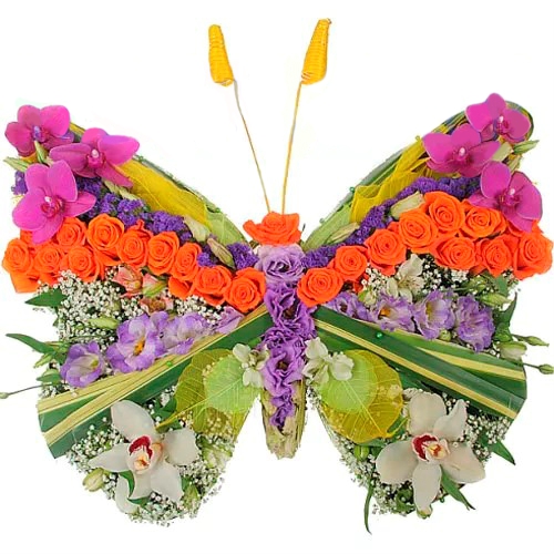 Нічний метелик. Купити Нічний метелик у інтернет-магазині Флористик
