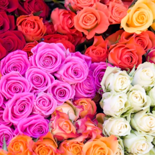 Роза поштучно колір на вибір. Купити Роза поштучно колір на вибір у інтернет-магазині Флористик