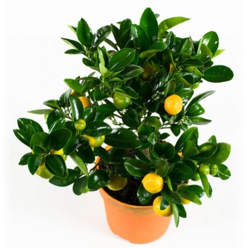 Кімнатна рослина Каламондін (мандарин) ― Floristik — доставка квітів по всій Україні