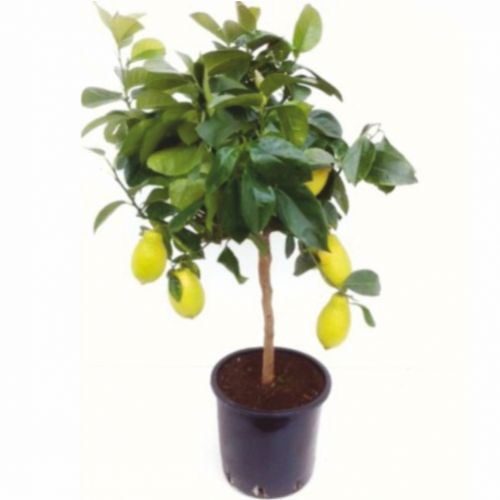 Кімнатна рослина Цітрофортунелла (лимон) ― Floristik — доставка квітів по всій Україні