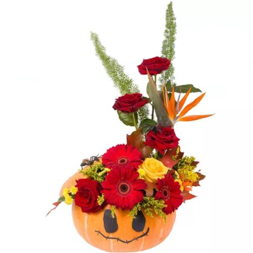 Дракула ― Floristik — доставка квітів по всій Україні
