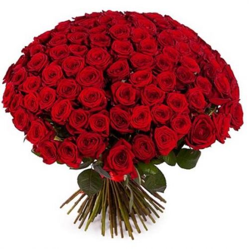 101 бело-красная роза. Купить 101 бело-красная роза в интернет-магазине Флористик