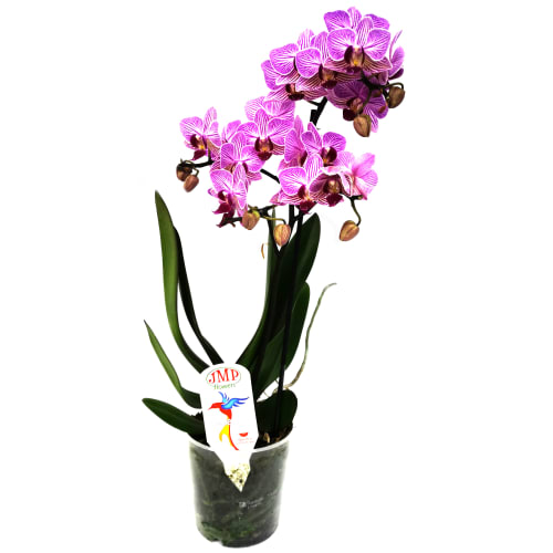 Орхидея Сиреневая ― Floristik — доставка цветов по всей Украине