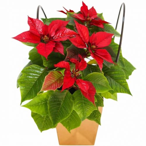 Різдвяна пуансеттия ― Floristik — доставка квітів по всій Україні