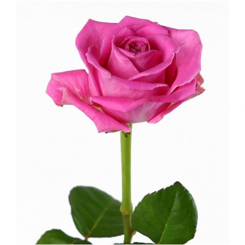 Троянда рожева поштучно ― Floristik — доставка квітів по всій Україні