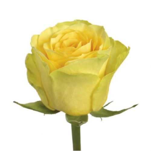 Роза желтая поштучно ― Floristik — доставка цветов по всей Украине
