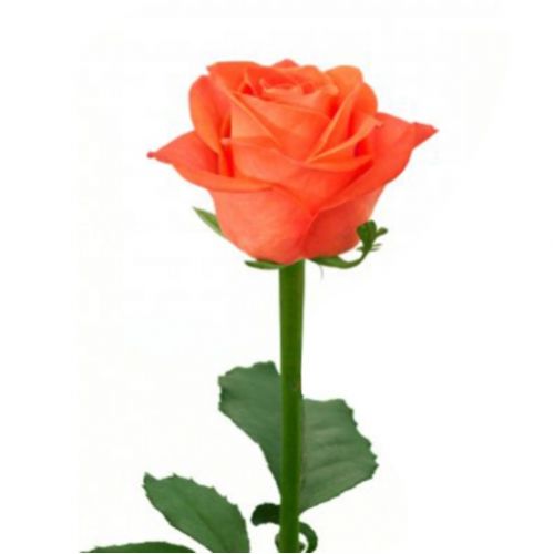 Роза помаранчева поштучно ― Floristik — доставка квітів по всій Україні