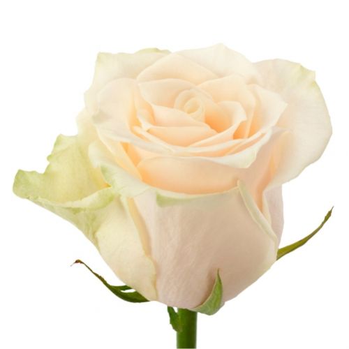 Роза кремовая поштучно ― Floristik — доставка цветов по всей Украине