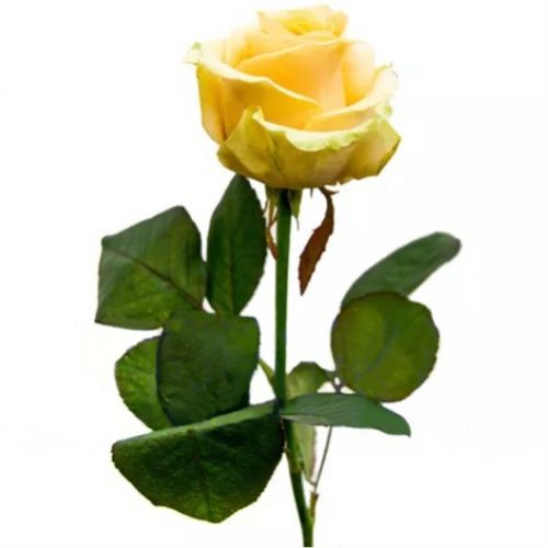 Роза персиковая поштучно ― Floristik — доставка цветов по всей Украине