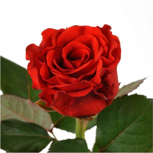 Роза Ель Торо поштучно ― Floristik — доставка квітів по всій Україні