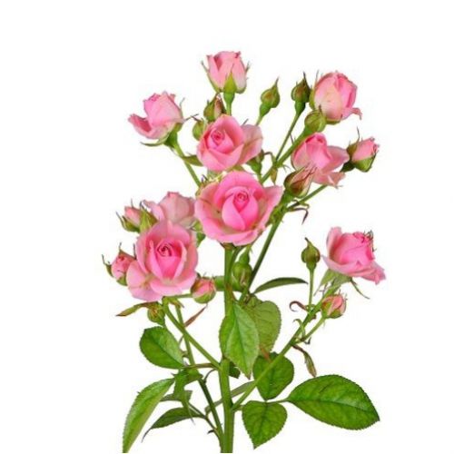 21 разноцветная кустовая роза