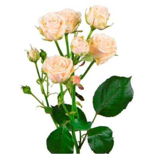 Роза кустовая кремовая поштучно ― Floristik — доставка цветов по всей Украине