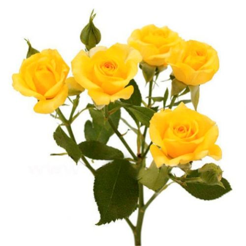 Роза кущова жовта поштучно ― Floristik — flower delivery all over Ukraine