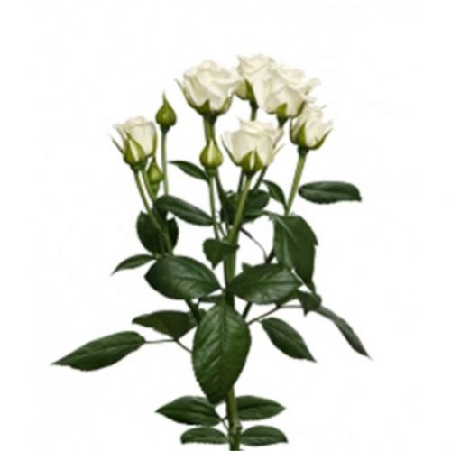 Роза кустовая белая поштучно ― Floristik — доставка цветов по всей Украине