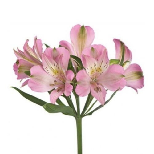 Альстромерія рожева поштучно ― Floristik — доставка квітів по всій Україні
