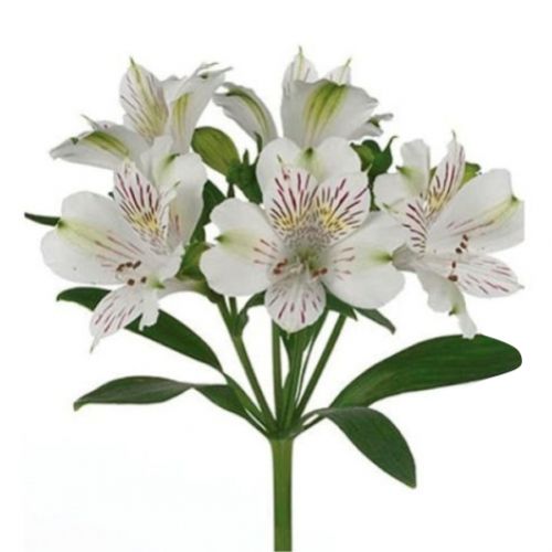 Альстромерія біла поштучно ― Floristik — доставка квітів по всій Україні