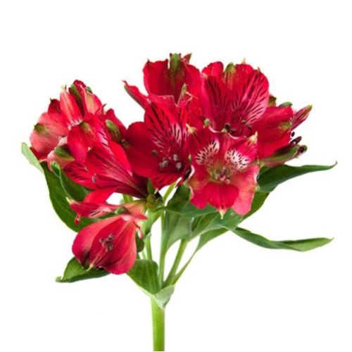 Альстромерия алая поштучно ― Floristik — доставка цветов по всей Украине