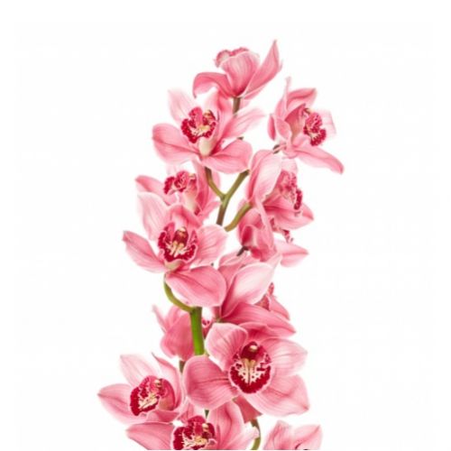Орхидея Цимбидиум розовая (ветка) ― Floristik — flower delivery all over Ukraine