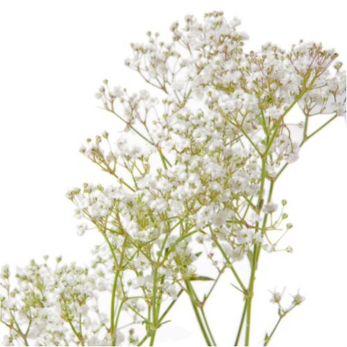 Гипсофила біла (гілка) ― Floristik — доставка квітів по всій Україні