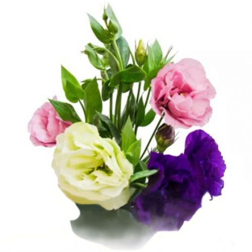 Эустома (лизиантус) поштучно ― Floristik — flower delivery all over Ukraine