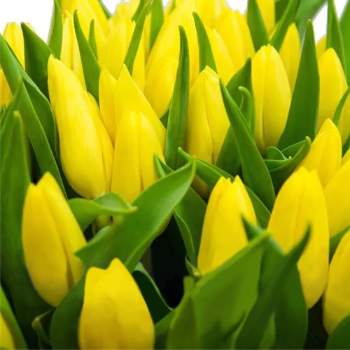 Тюльпан желтый поштучно ― Floristik — доставка цветов по всей Украине