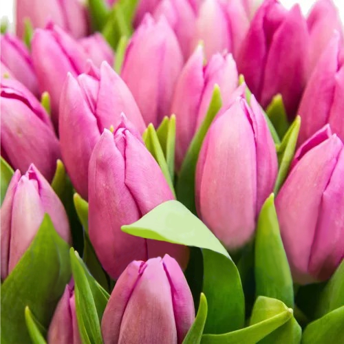 Тюльпан розовый поштучно ― Floristik — доставка цветов по всей Украине