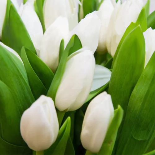 Тюльпан белый поштучно ― Floristik — доставка цветов по всей Украине