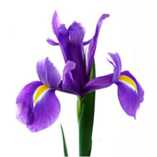 Ирис поштучно ― Floristik — доставка цветов по всей Украине