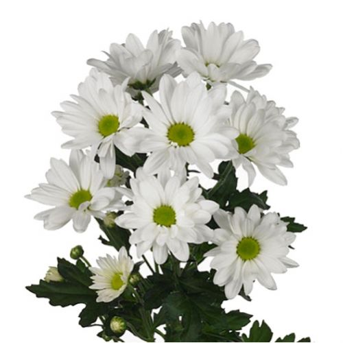 Хризантема белая поштучно ― Floristik — доставка цветов по всей Украине