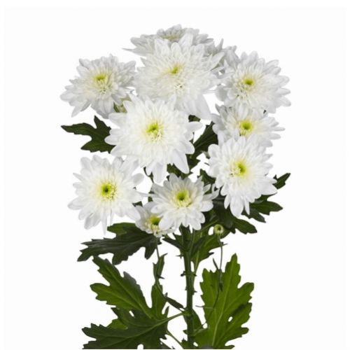 Хризантема кущова Євро поштучно ― Floristik — доставка квітів по всій Україні