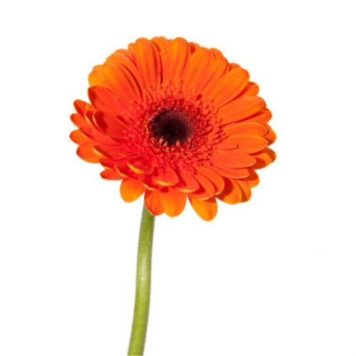 Гербера оранжевая поштучно ― Floristik — доставка цветов по всей Украине