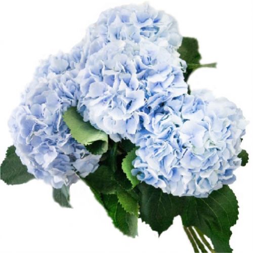 Гортензия поштучно ― Floristik — доставка цветов по всей Украине