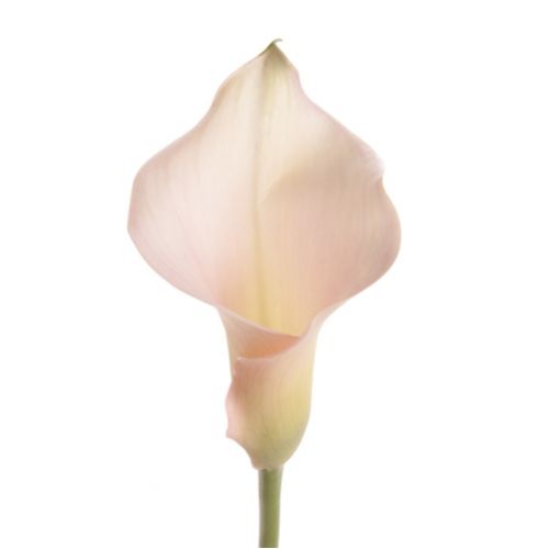 Калла белая поштучно ― Floristik — доставка цветов по всей Украине