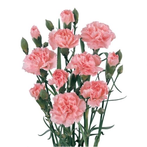 Гвоздика кустовая розовая поштучно ― Floristik — flower delivery all over Ukraine