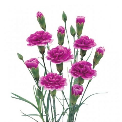 Гвоздика кущова бузкова поштучно ― Floristik — доставка квітів по всій Україні