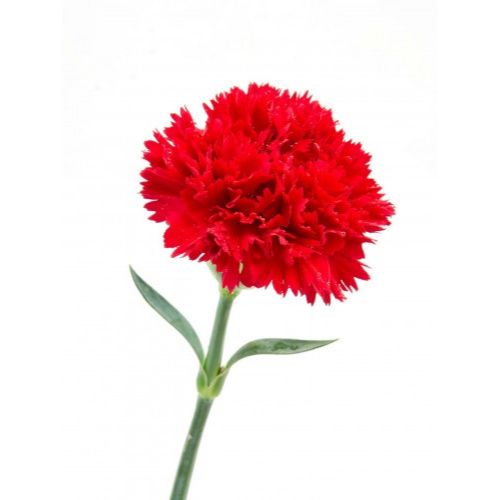 Гвоздика красная поштучно ― Floristik — доставка цветов по всей Украине