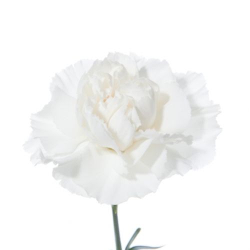 Гвоздика біла поштучно ― Floristik — доставка квітів по всій Україні