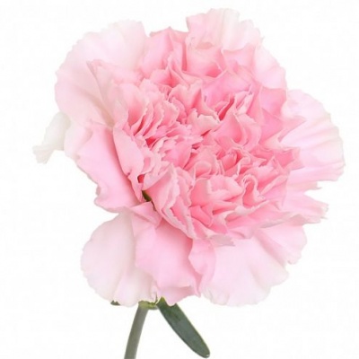 Гвоздика ярко-розовая поштучно ― Floristik — flower delivery all over Ukraine