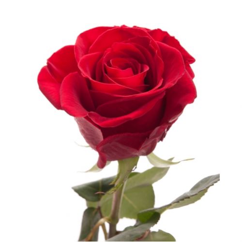Роза Фридом поштучно ― Floristik — доставка цветов по всей Украине
