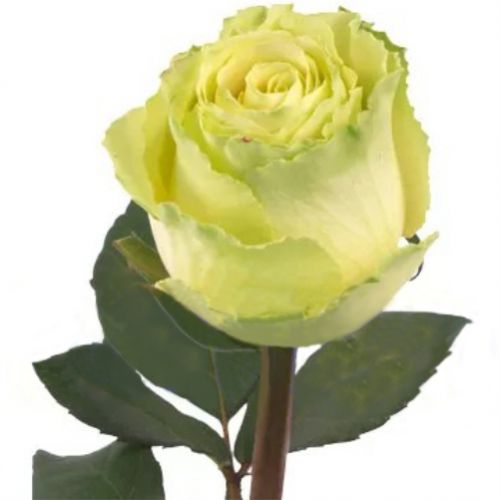 Роза Лимбо поштучно ― Floristik — flower delivery all over Ukraine
