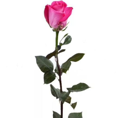 Роза Топаз поштучно ― Floristik — доставка цветов по всей Украине