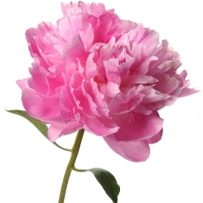 Пион поштучно  ― Floristik — flower delivery all over Ukraine