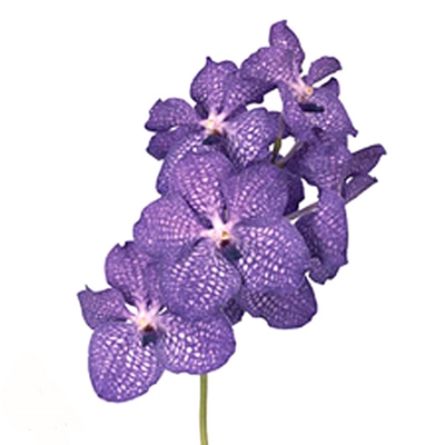 Орхидея Ванда ― Floristik — flower delivery all over Ukraine